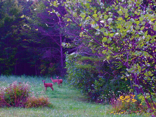 Backyard in early morning