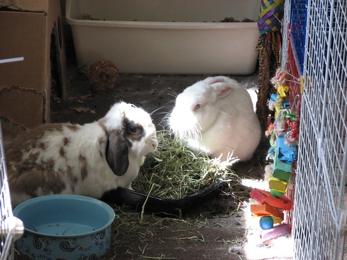 eating hay in the sun - 1