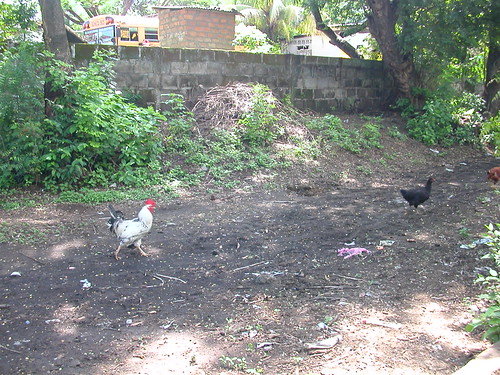 June 5 2010 chickens on island