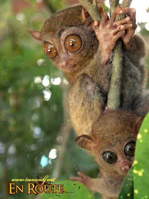 Tarsier Mother and Child