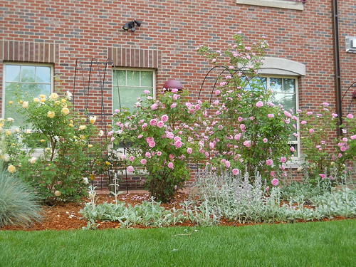 DU campus roses