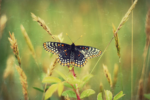 flutterby (by lucy.loomis)