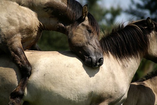 horses mating. hairstyles horse breeding