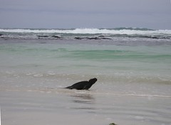 Marine iguana swimming at Tortuga Bay