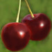 cherry01