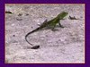 More Lizards of Okinawa