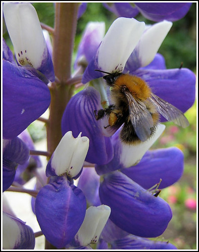 bee on a lupin copy