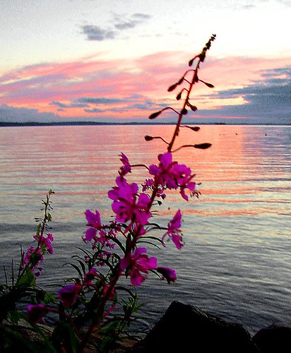 Rastaholm ~ sunset and flowers