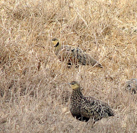 Yellow-throated and Chestnut-bellied Sand Grouse