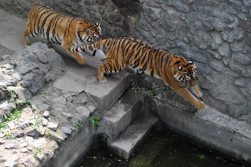 Тигры прыгают на стену