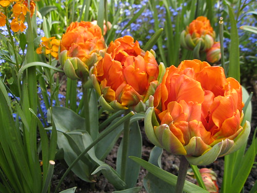 Amazing orange tulips at Butchart Gardens