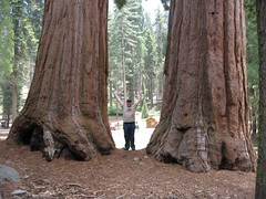 Me between two big-ass trees