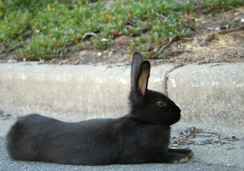 Uvic bunnies black on concrete