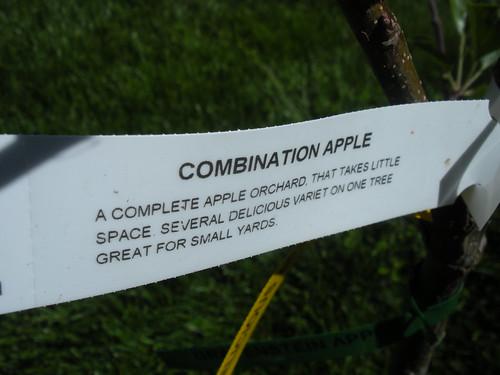 Apple Tree tag