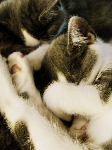 sleepy kittens...