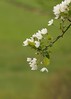 高原に咲く白い花