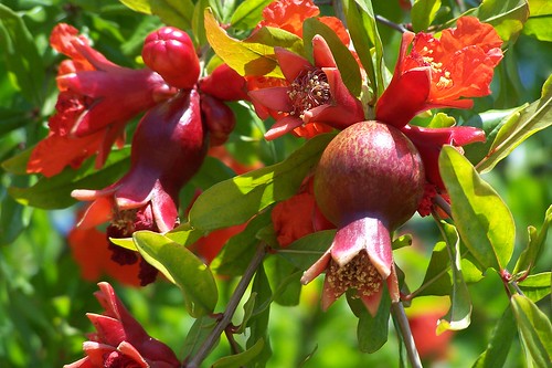 Pomegranate buds and blossoms by laurielabar 