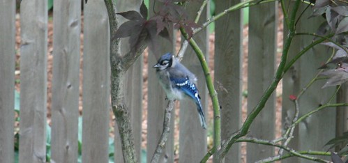 fledgeling bluejay
