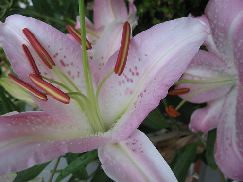 Light Pink Lily