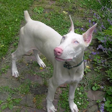 Dog Albino