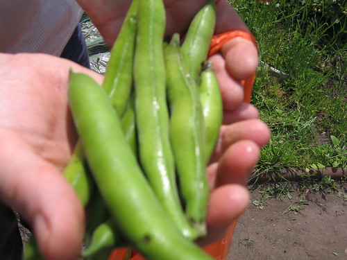 First Broad Beans - The Allotment 4th June 2010