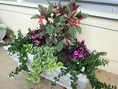 tropical planters late spring