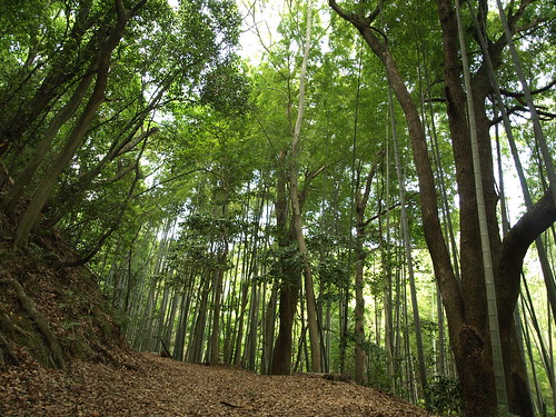 Geocache: Otokoyama Seseragi Trail