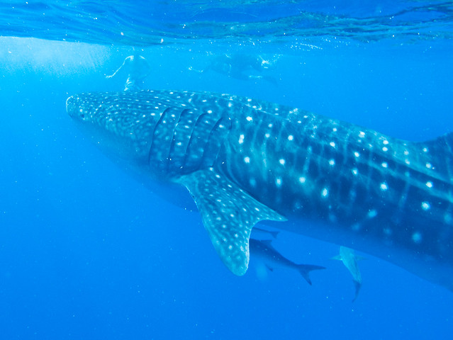 Snorkelling with the whale shark