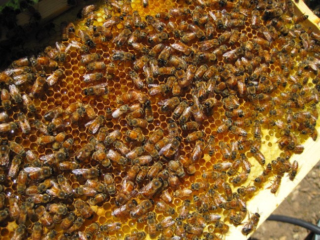 beekeeping 254 (650 x 488)