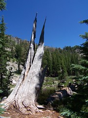 20070717 Dead Tree at Ellis Lake