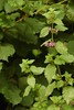 Ballota nigra. Bloeiende plant