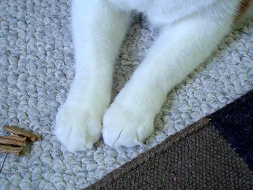 Nikita's paws