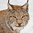 éléments de Lynx lynx