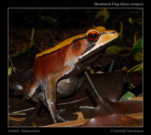 Bicoloured-Frog