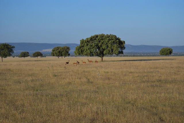 El Serengeti español (La Raña)