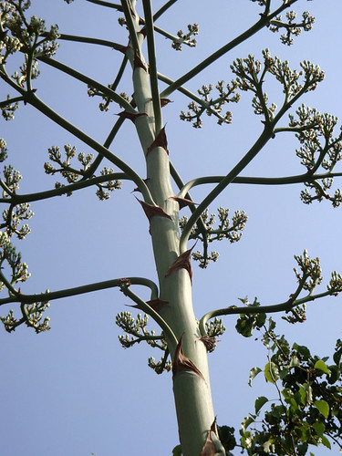 agave_blossom_detail