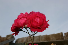 Rose - Canon EOS 400D