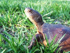 Myrtle Turtle (2) - by flattop341