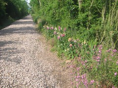 Wild flowers planted last year by local children and young people, helping to boost the ecology of the trackbed