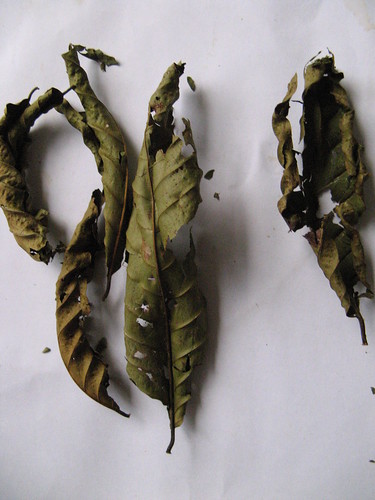 Kratom  Bogus kratom leaves from Borneo picture photo bild