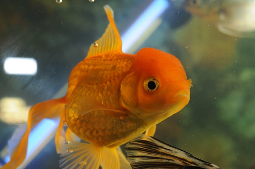 goldfish eggs fertilized. Interestingly, goldfish do not