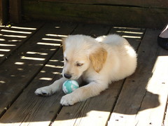 Barley playing with her ball