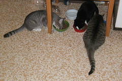 Three Cats Afeeding