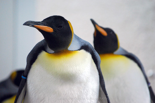 Pingüinos emperadores