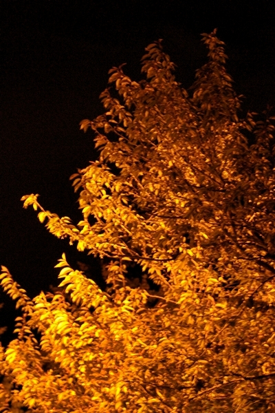 05-09-2010_sodium_illuminated_tree_rs
