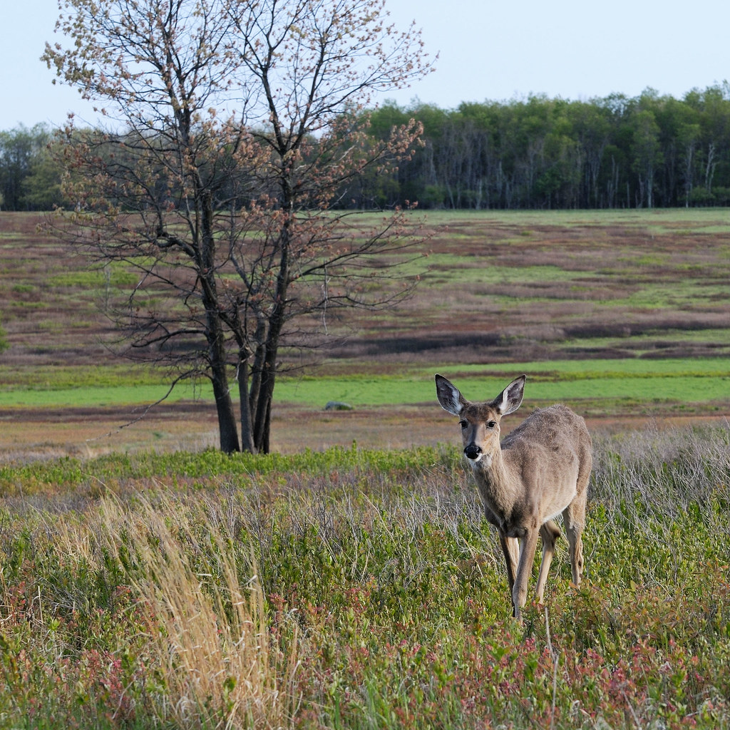 White Tailed Deer at Big Meadows