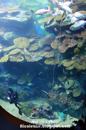 aquarium with diver