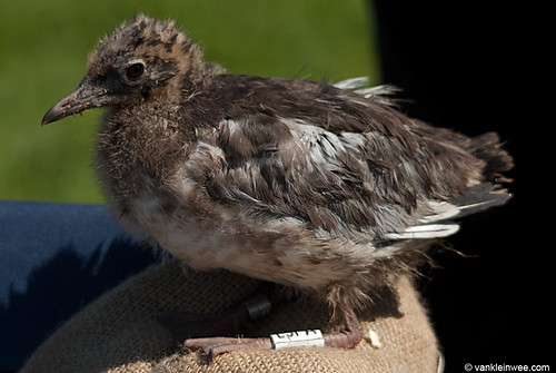 Black-headed Gull, juvenile, W[E5PA]