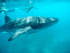 Swimming with whale shark