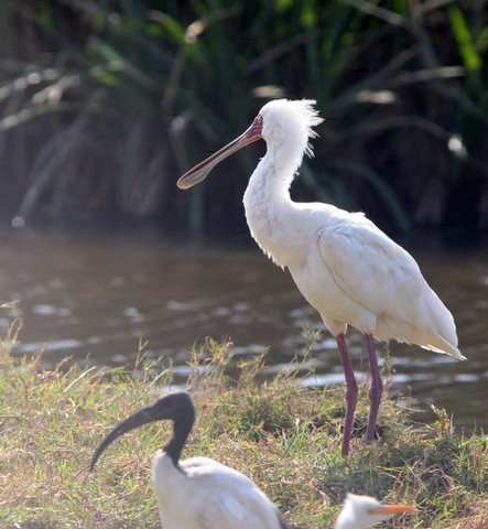 Spoonbill, called the same